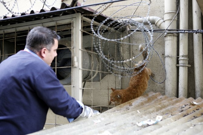 Mersin'de kedi kurtarma seferberliği