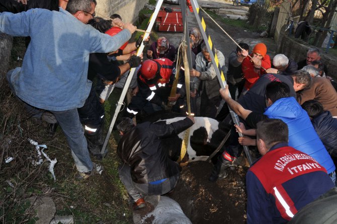 Su kanalına düşen ineği itfaiye kurtardı