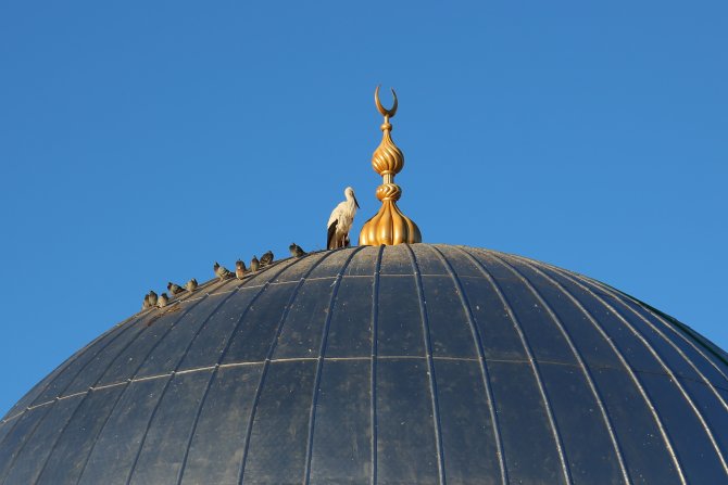 Bayburt'un "vefalı" leyleği