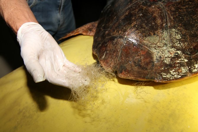 Muğla'da yaralı caretta carettalar tedaviye alındı