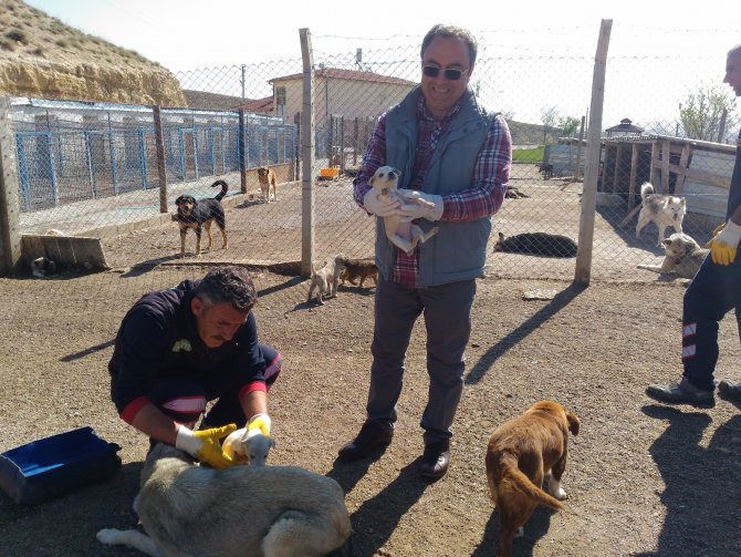 Yavru köpeklere, Avanos Belediyesi sahip çıktı