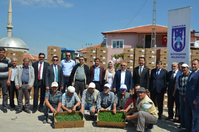 Belediyeden vatandaşlara sebze fidanı