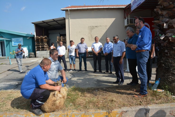 Karadenizli balıkçılar av sezonu öncesi kurban kesip dua etti