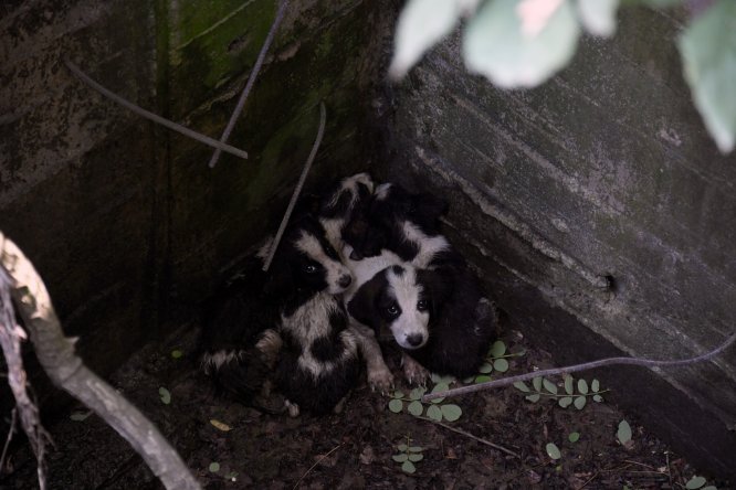 Kuyuya düşen köpek yavrularını belediye ekipleri kurtardı